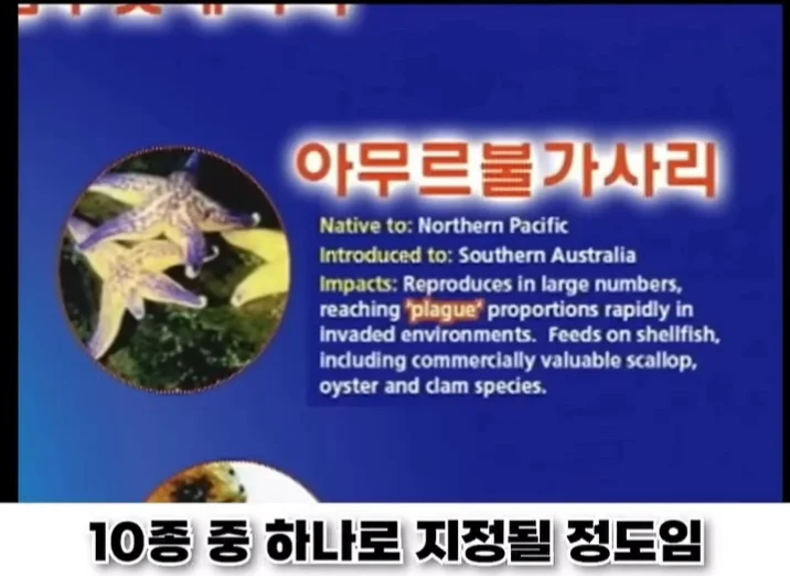 우리나라로 넘어온 바다의 무법자 불가사리의 최후 (6)