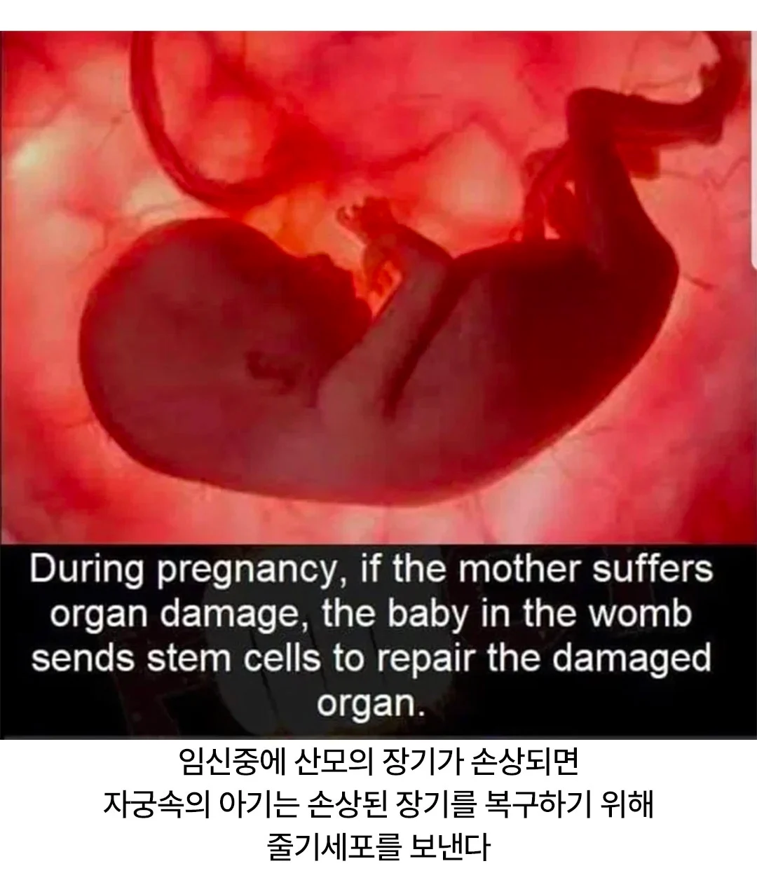 산모의 장기가 손상되면 뱃속의 아기가 하는 행동