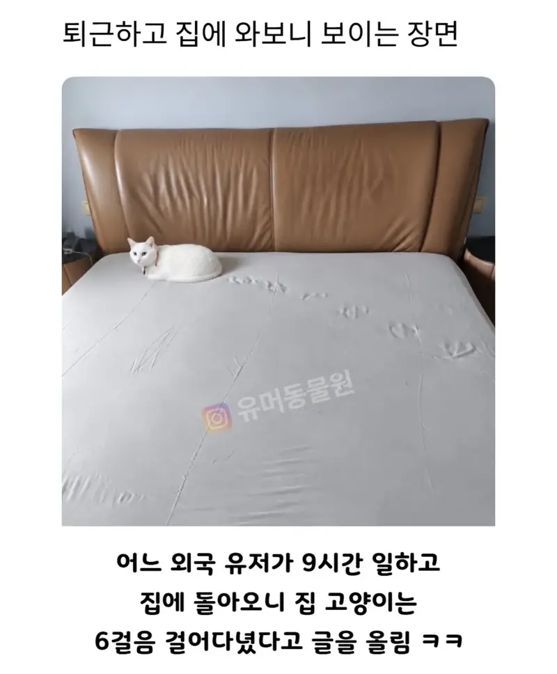 퇴근하고 집에 와보니 보이는 장면