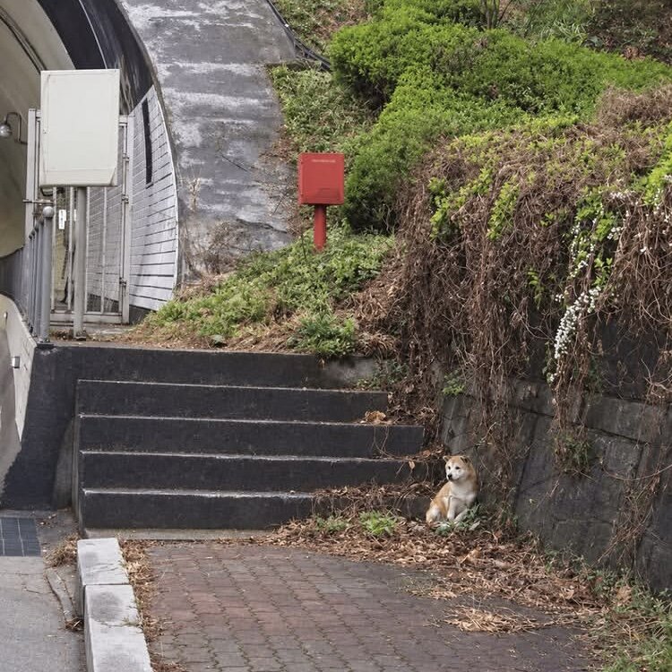 유기견의 표정 변화