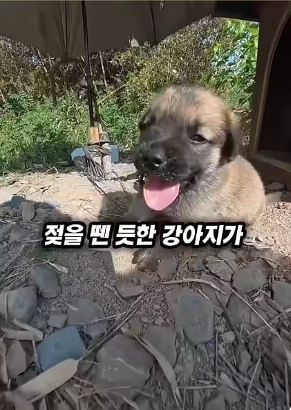 조회수1500만 견주 허락 없이 1개월 아기 강아지 그늘막 설치 사연, (5)