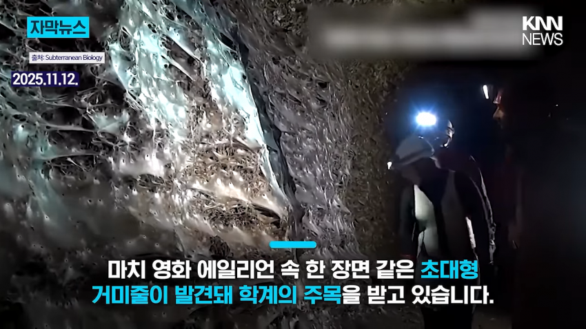 경악 세상에서 제일 큰 거미줄 발견