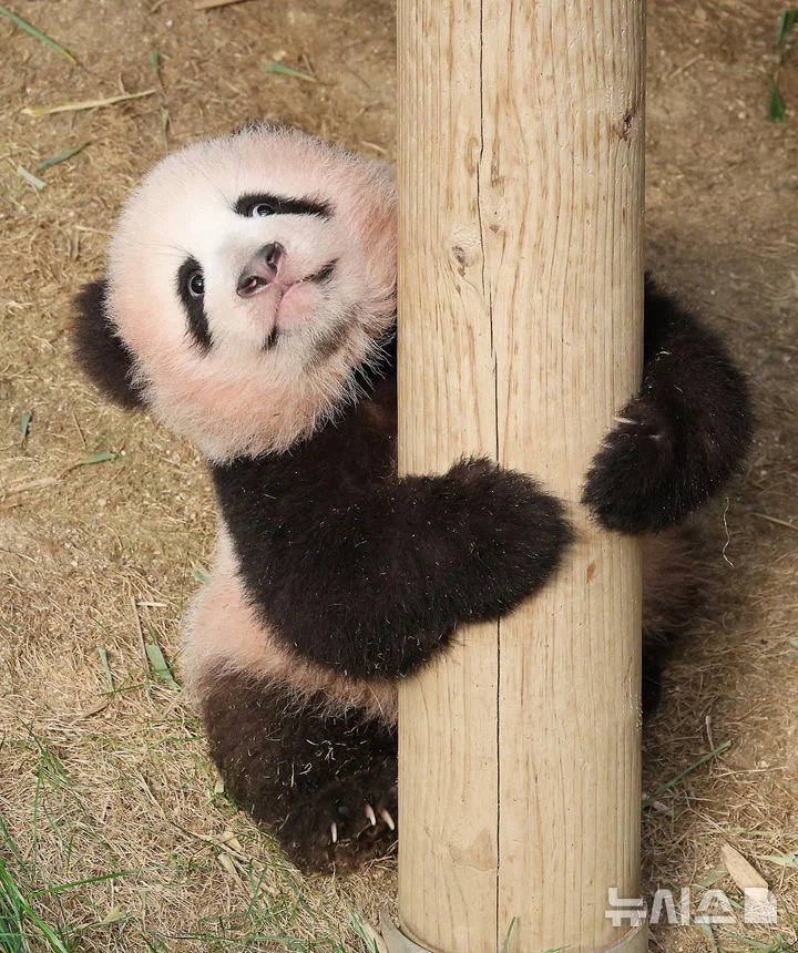 혼자서도 잘 노는 막둥이 슈바오🐼🩵 (15)