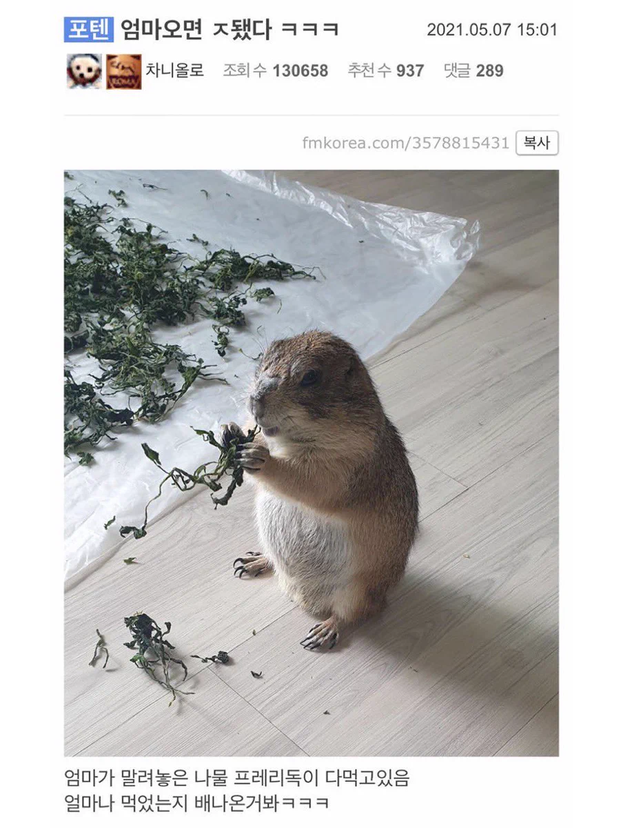나물 먹던 프레리독 근황
