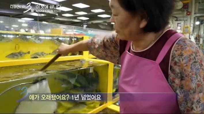 싱글벙글 다큐3일에 출연하는 반려 가오리 (2)