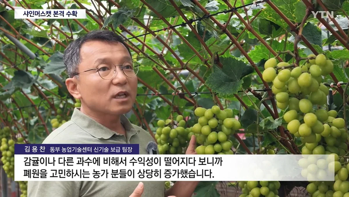 지금 샤인머스켓 가격 개박살났으니까 샤인머스캣 사러가 (3)