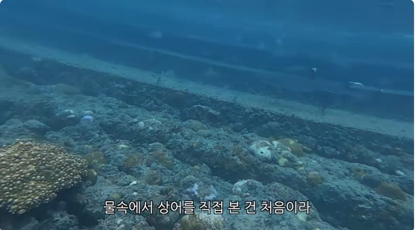 일본 부캉이 등장? 한국인이 좋아서 바다에 다이빙하면서 안부인사해주는일본 (32)
