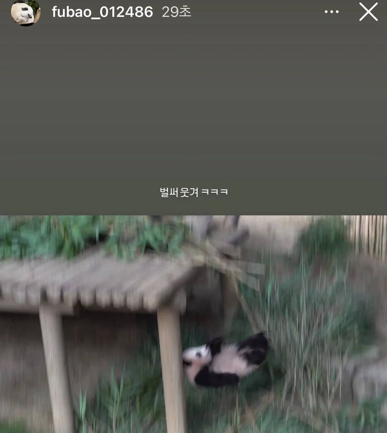 낙법 수련 중인 슈바오🩵 ㅋㅋㅋㅋㅋㅋㅋ (2)