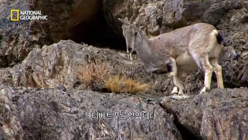 사냥 중 120m 절벽 아래로 떨어진 눈표범. jpg & YouT
