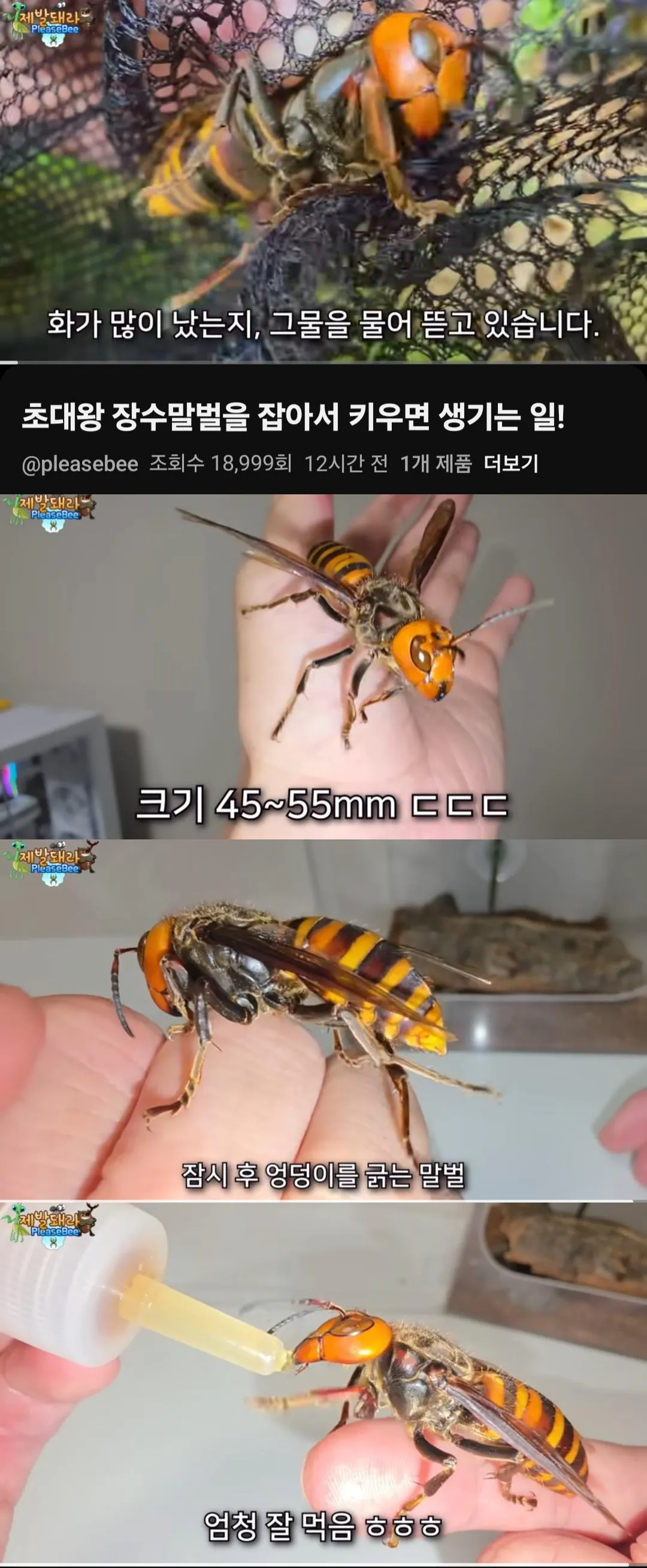 6년전 호박벌을 길들인 유튜버 근황