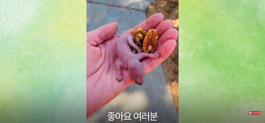 어미 다람쥐에게 갈곳 잃은 새끼 보여줬더니.. (6)