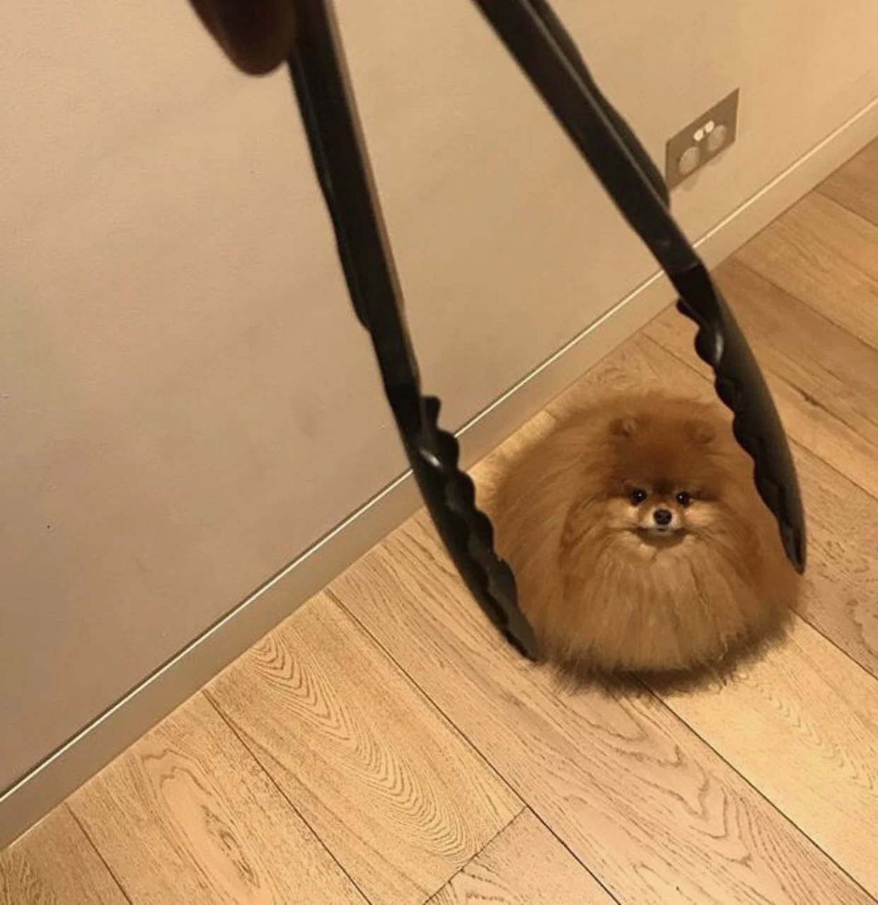 맘마를 맛있게 먹은게 분명한 아기냥이 (20)