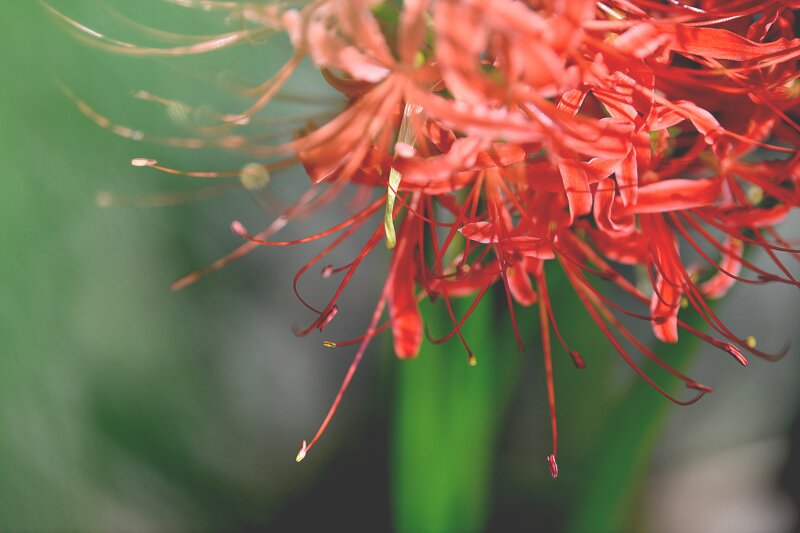 꽃 사진 몇 장 (7)