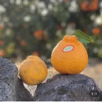 한라봉 3kg