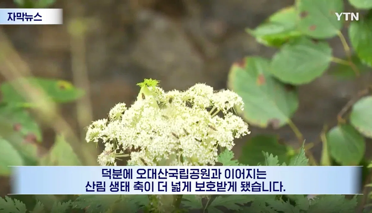 수십억 들여 숲 사놓고 아무것도 안한 이유 (16)