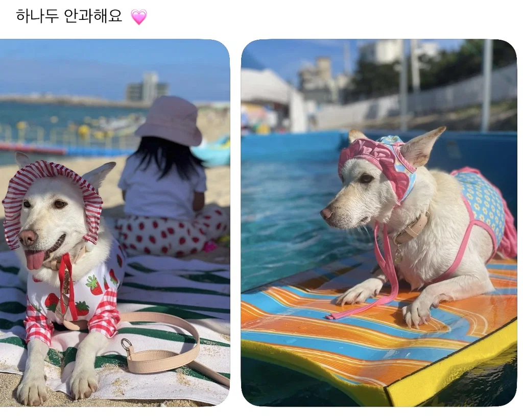강아지 옷 샀는데 너무 과한가..? (2)
