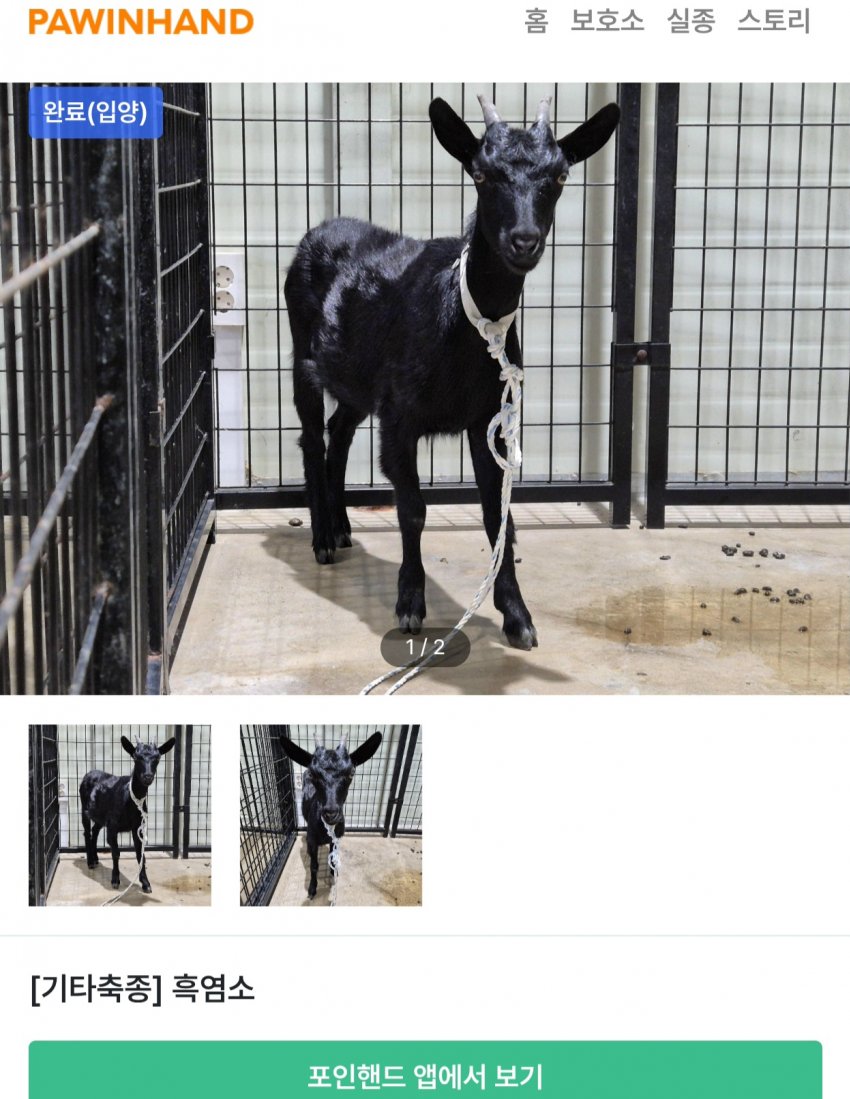 싱글벙글 의외로 품종묘 보다 포인핸드 입양률이 높다는 동물 (8)