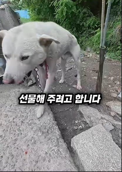 평생 목욕 한번 안 해본 차고지 지킴이 2살 한성이의 생애 첫 목욕대작전 (10)
