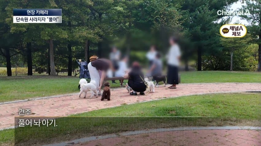 채널a) 단속원 퇴근하자...공원이 '개판' (20)