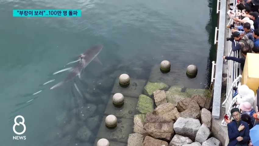 부캉이 보러... 결국 누적 100만명 돌파 (8)