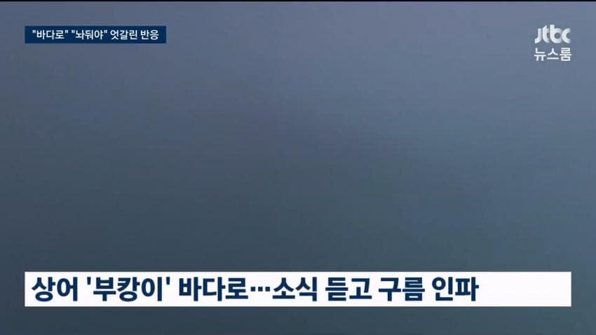 부산 상어.... 부캉이 구조 실패 ㄷㄷ...News (9)