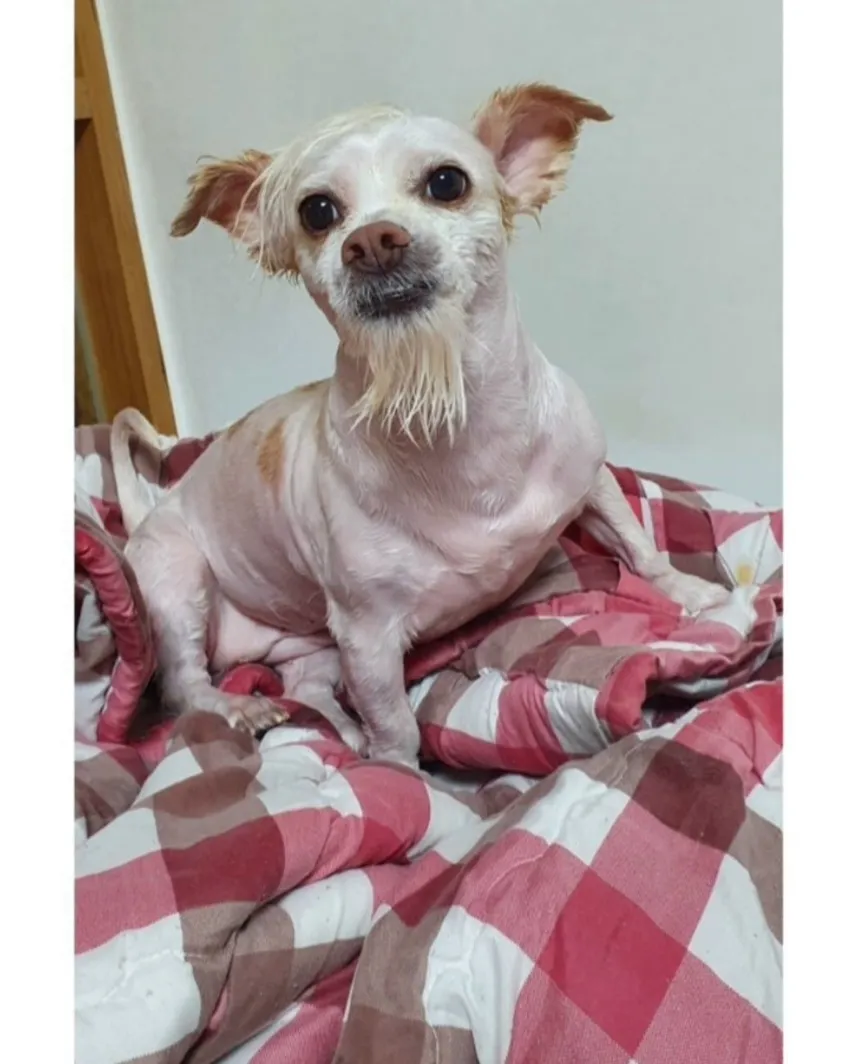 강아지 데리고 산책가면 여자 만나기 쉽다고?? (2)