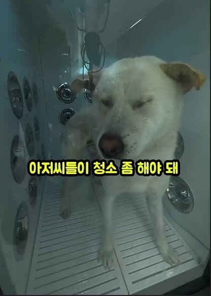 평생 목욕 한번 안 해본 차고지 지킴이 2살 한성이의 생애 첫 목욕대작전 (43)