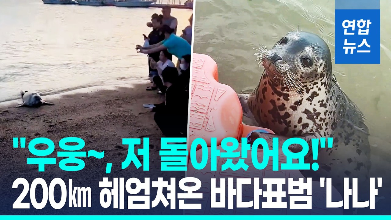 “왜 다시 왔어?”…방류했더니 200km 헤엄쳐 돌아온 바다표범 (2)