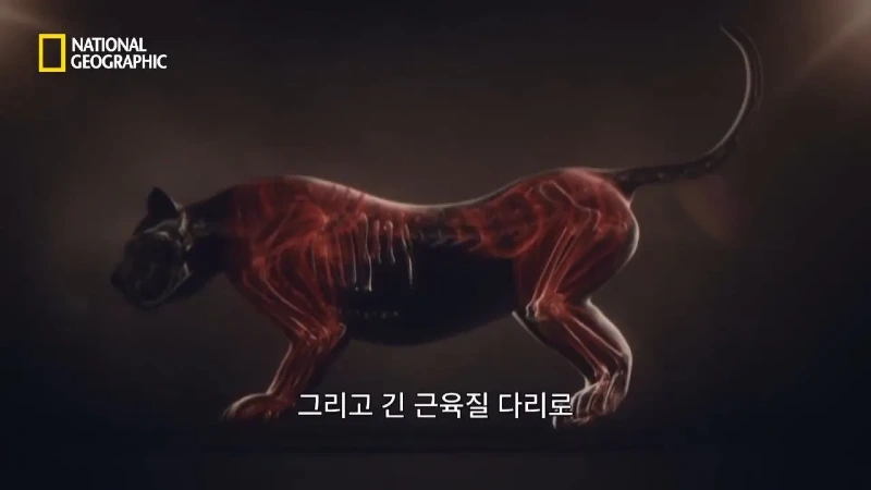 사냥 중 120m 절벽 아래로 떨어진 눈표범. jpg & YouT