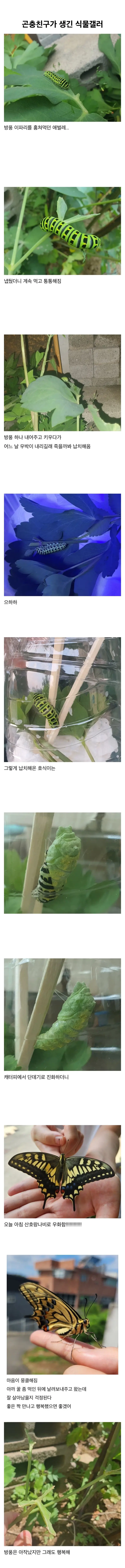 곤충친구가 생긴 식물갤러 (2)