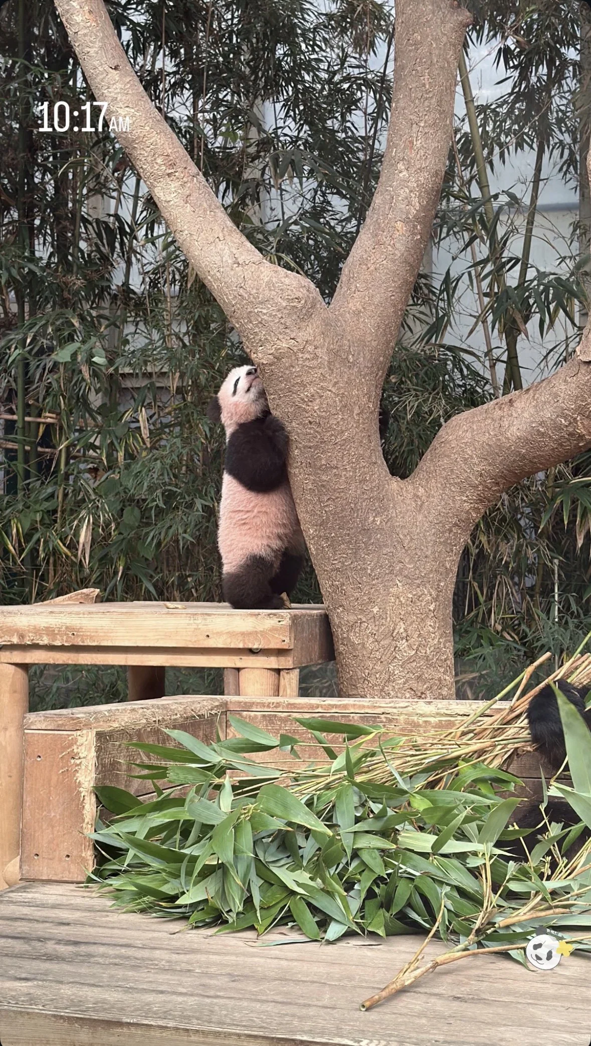오늘 정식 데뷔한 슈바오🐼🩵 (11)