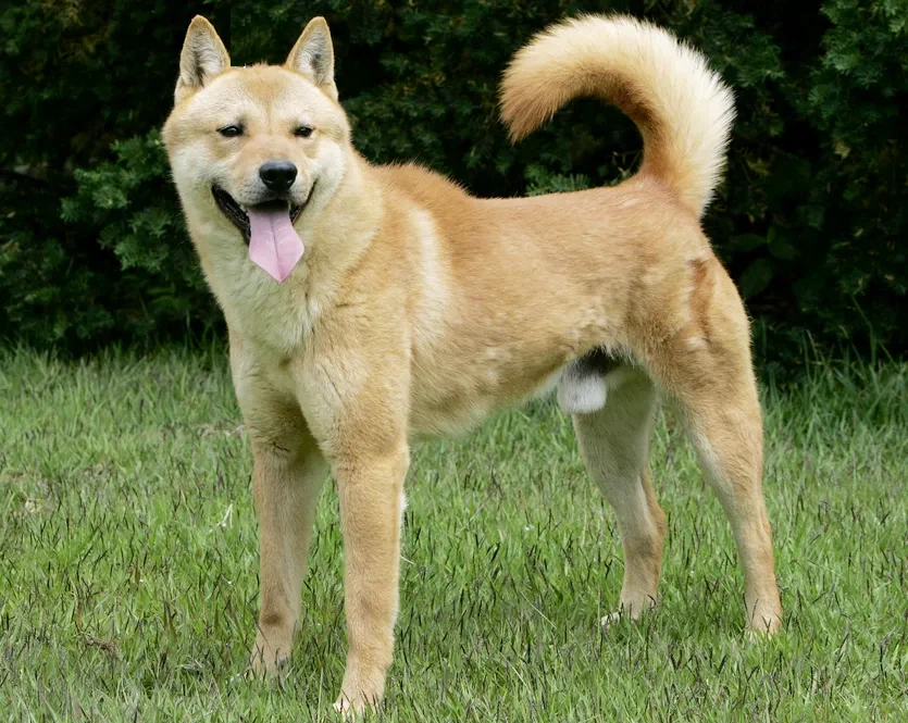 솔직히 고양이 외래종이라고 뭐라 할거면 (5)