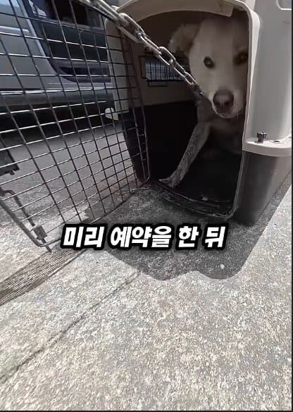 평생 목욕 한번 안 해본 차고지 지킴이 2살 한성이의 생애 첫 목욕대작전 (23)