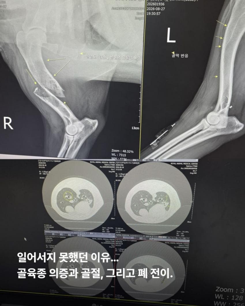 싱글벙글 7시간동안 수로에 빠져 가만히 있던 리트리버 근황 (7)