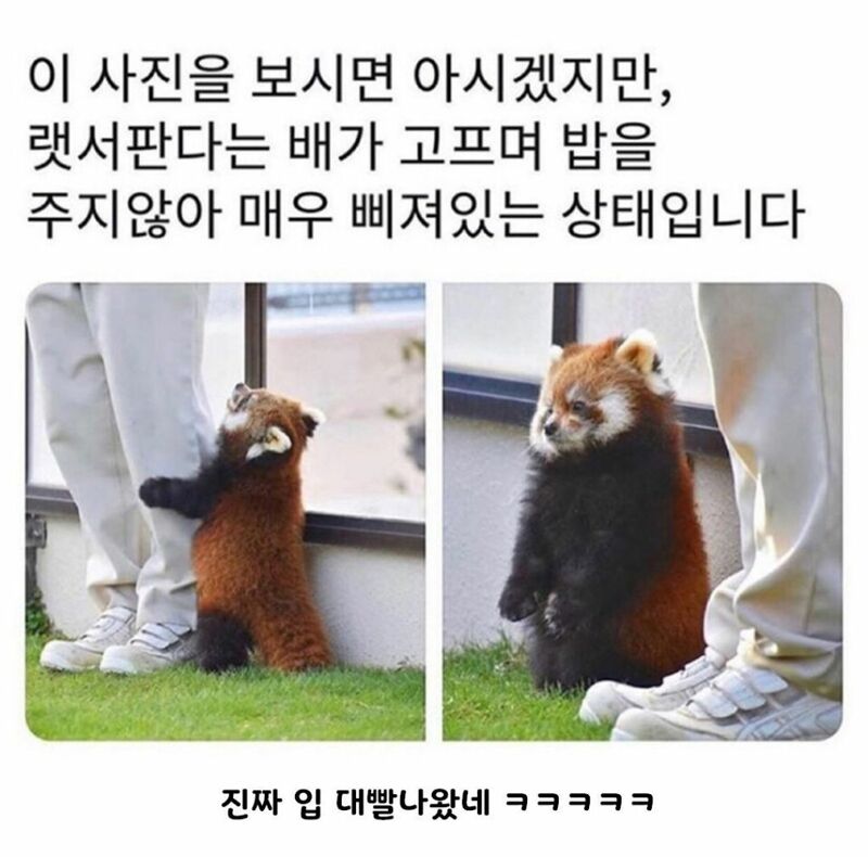 밥 안 줘서 입 대빨 나온 레서판다