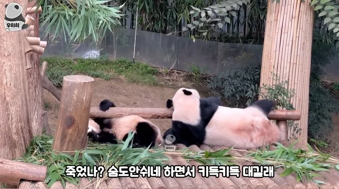 의외로 판다월드가면 이런 막말하는 관람객많음 (6)