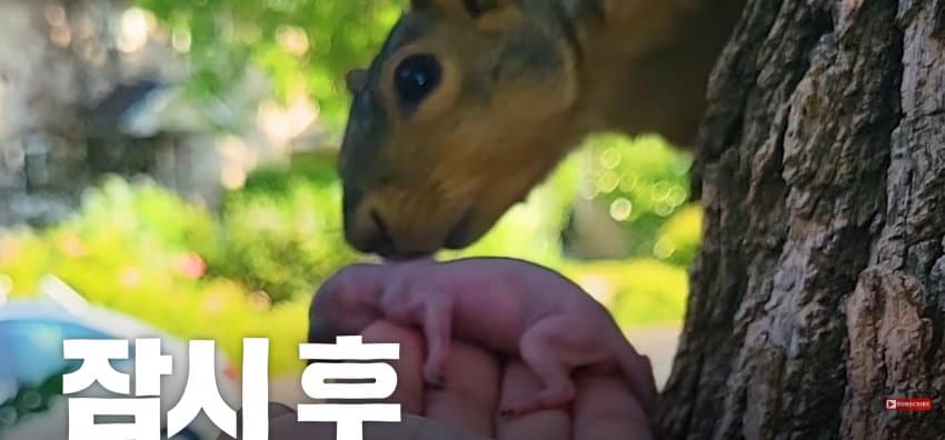 어미 다람쥐에게 갈곳 잃은 새끼 보여줬더니.. (25)