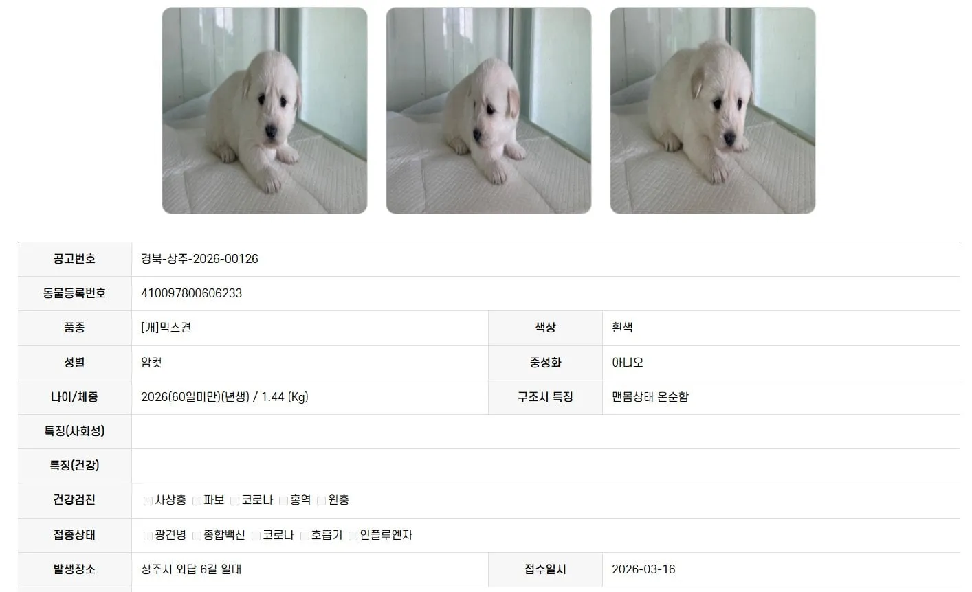 어딘가 이상한 강아지 구조 공고
