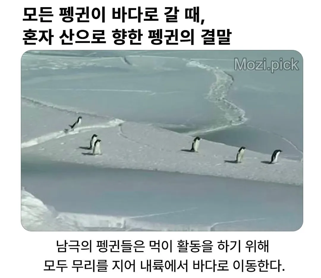 모든 펭귄이 바다로 갈 때, 혼자 산으로 가는 펭귄