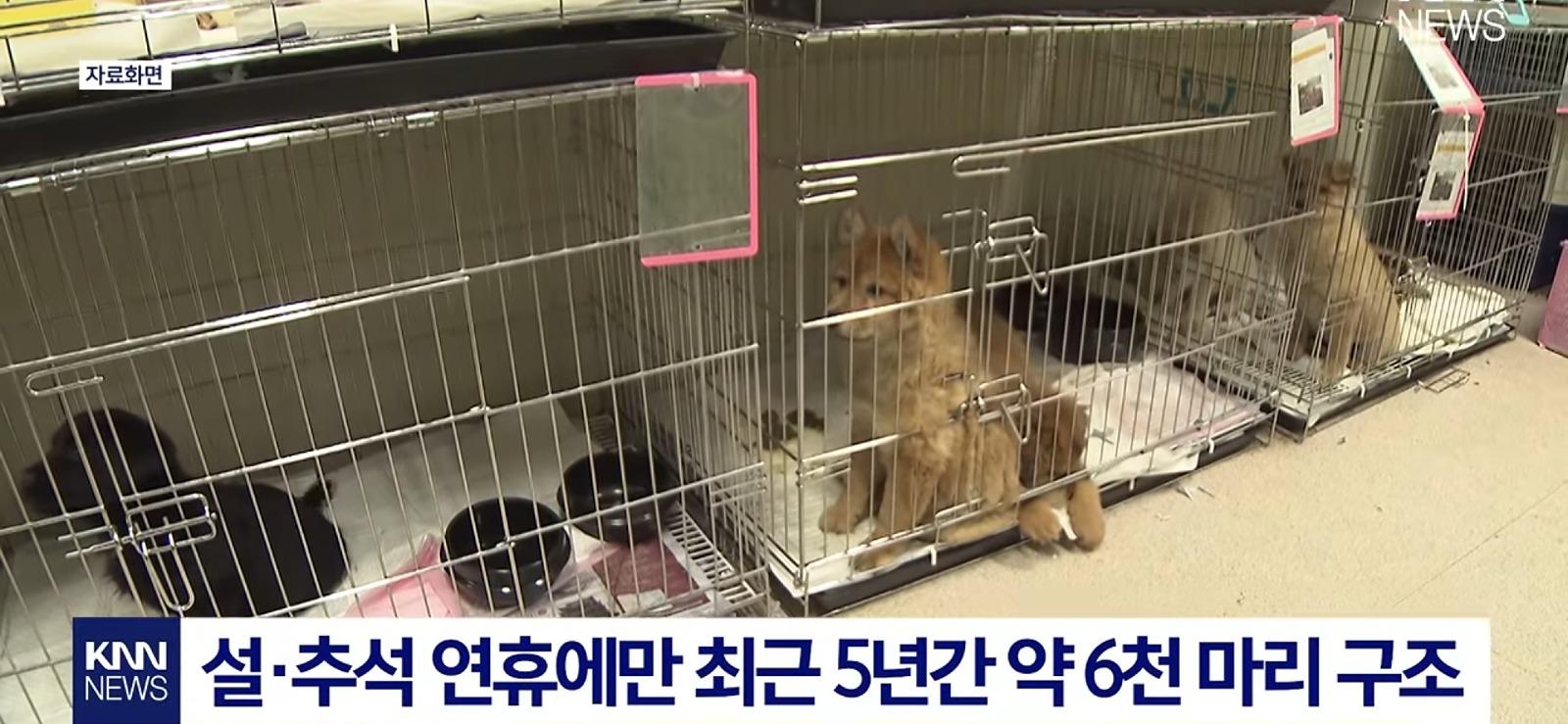 애착인형과 함께 버려진 반려견 (2)