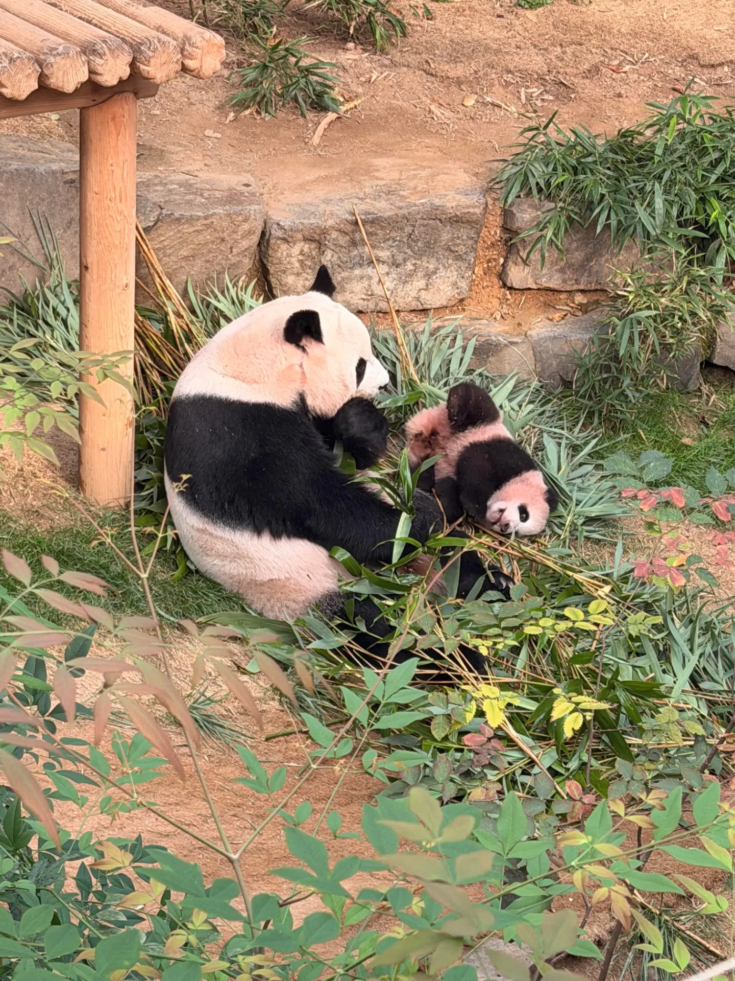실내 방사장에 나와서 편하게 노는 아이바오와 슈바오 ❤🩵🐼 (4)