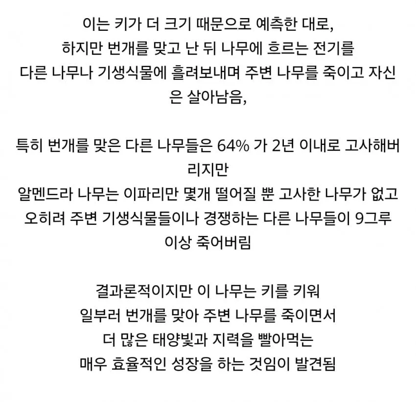 경쟁자를 죽이기 위해 일부러 번개를 맞는 나무