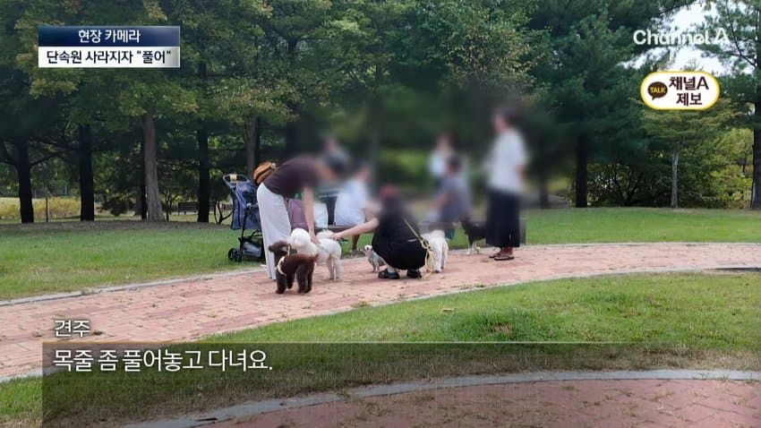 채널a) 단속원 퇴근하자...공원이 '개판' (19)