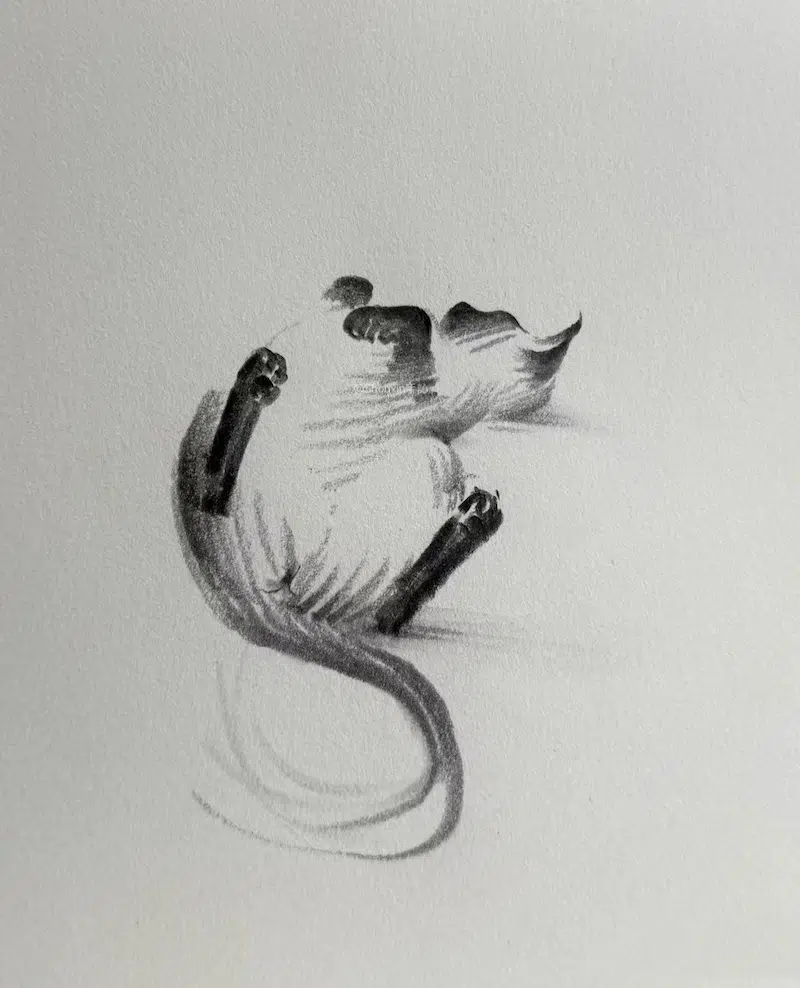 ShouXin 고양이 흑백 모노크롬 (11)
