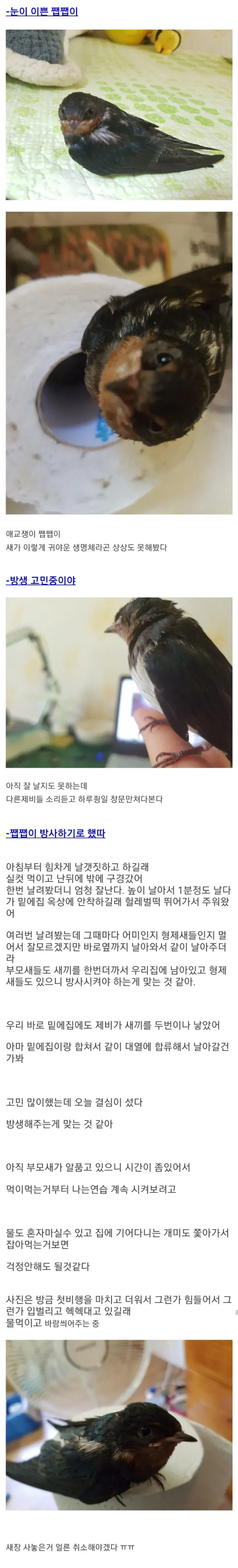 [스압] 주운 제비 키워 방사한 현대판 흥부 아재 (3)