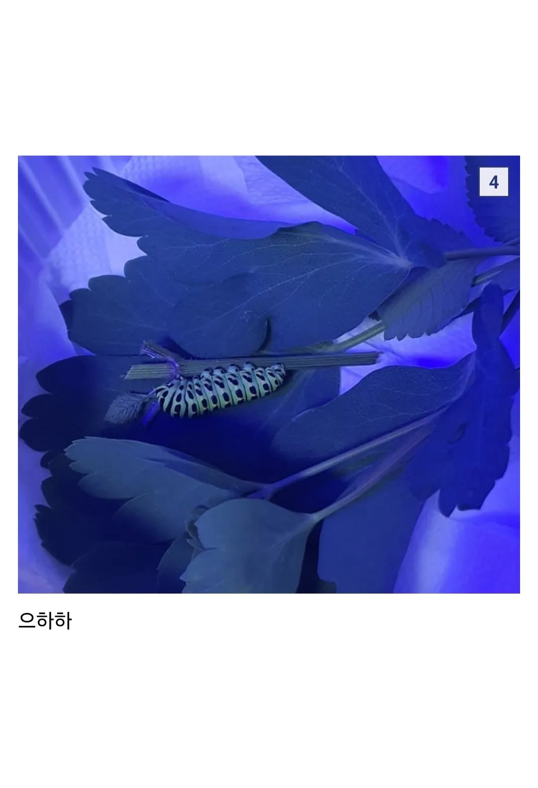 애벌레 잡아서 나비까지 키운 사람 (3)