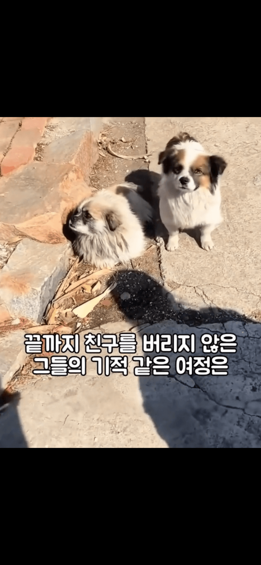조회수 2억. 웰시코기 하드캐리. 개장수한테 도망가는개들 (16)