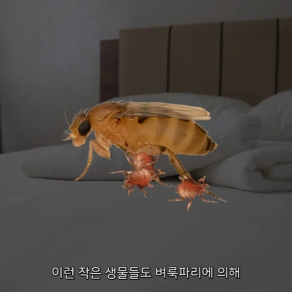 벼룩파리의 불편한 진실 (5)