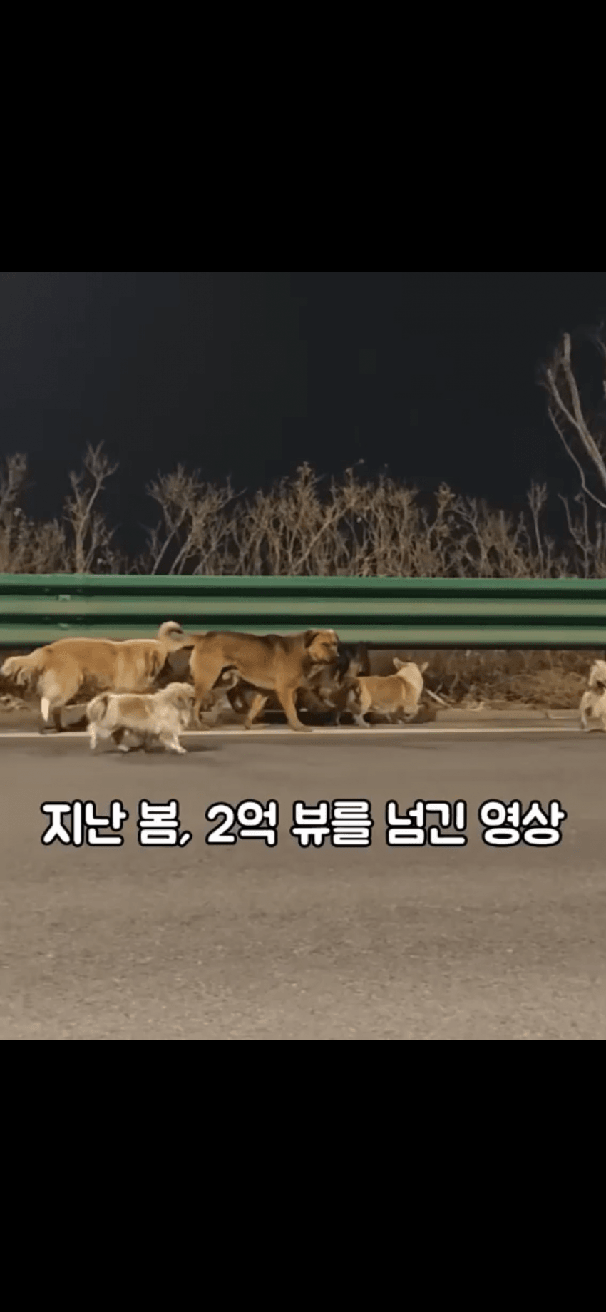 조회수 2억. 웰시코기 하드캐리. 개장수한테 도망가는개들