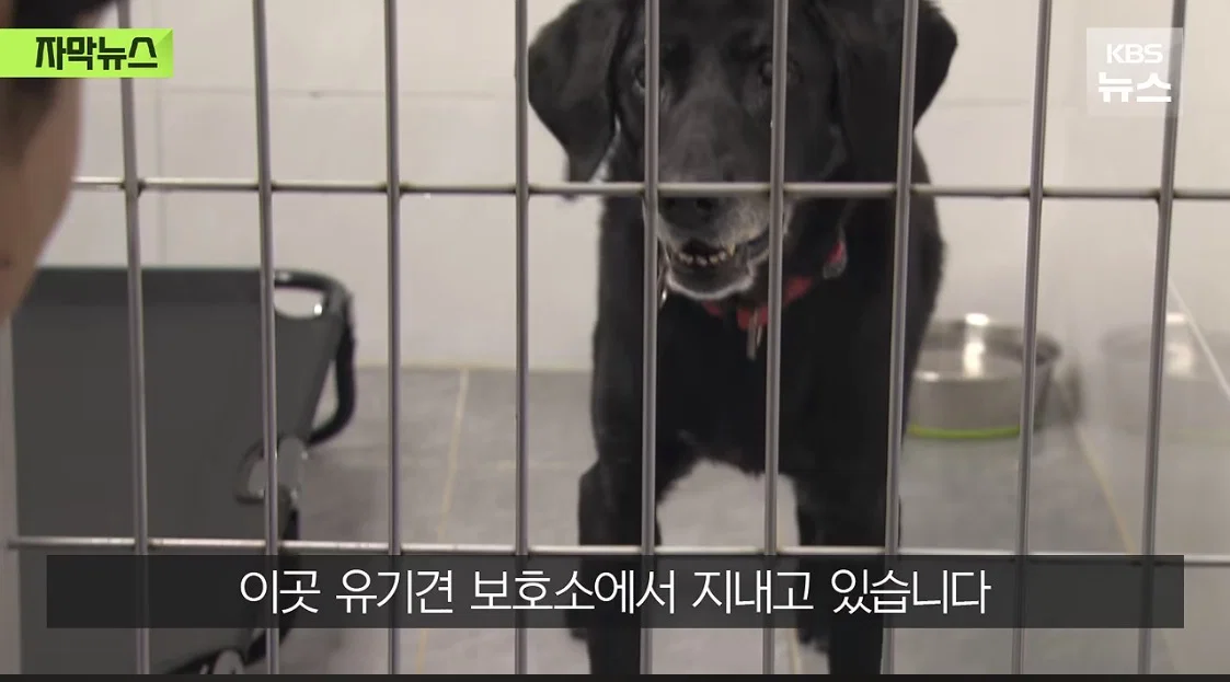 저도 국가 위해 일했어요..은퇴 후 갈곳 잃은 군견 (3)